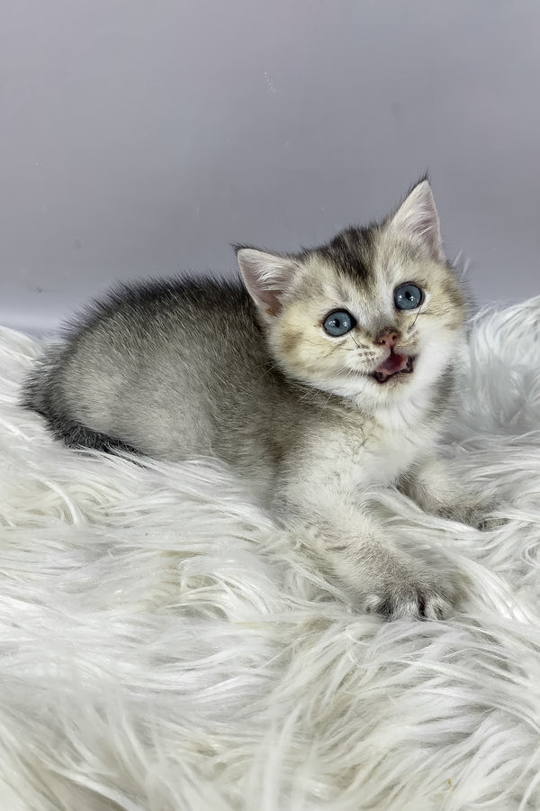 Fifa | British Shorthair Kitten