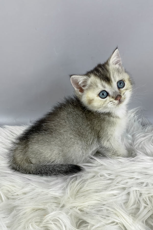 Fifa | British Shorthair Kitten