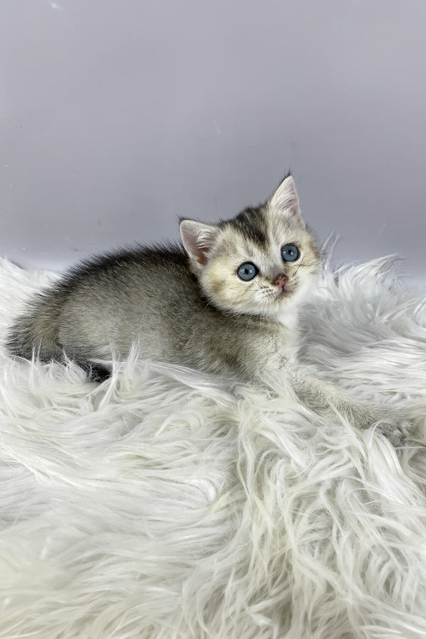 Fifa | British Shorthair Kitten