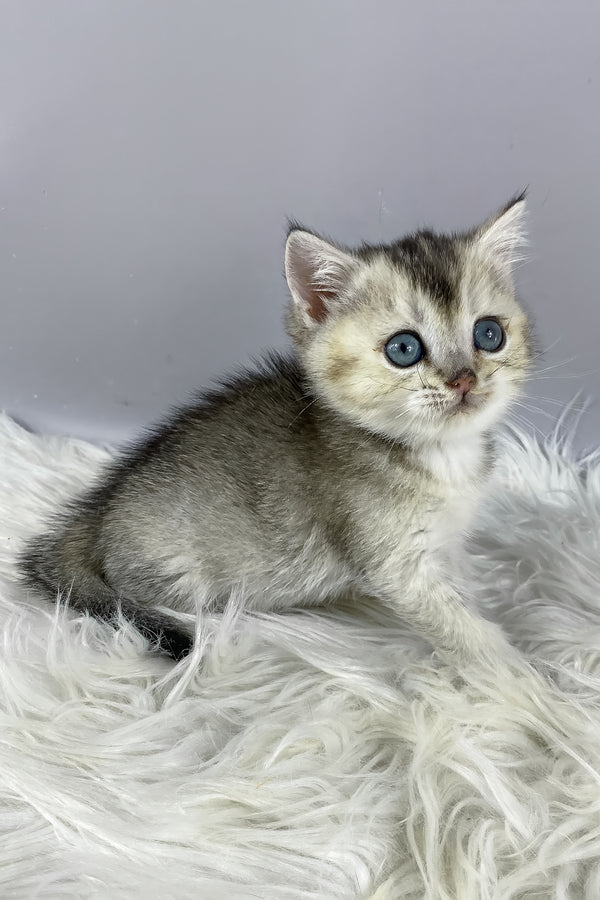 Fifa | British Shorthair Kitten