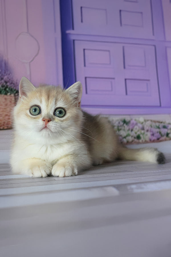 Fifa | British Shorthair Kitten