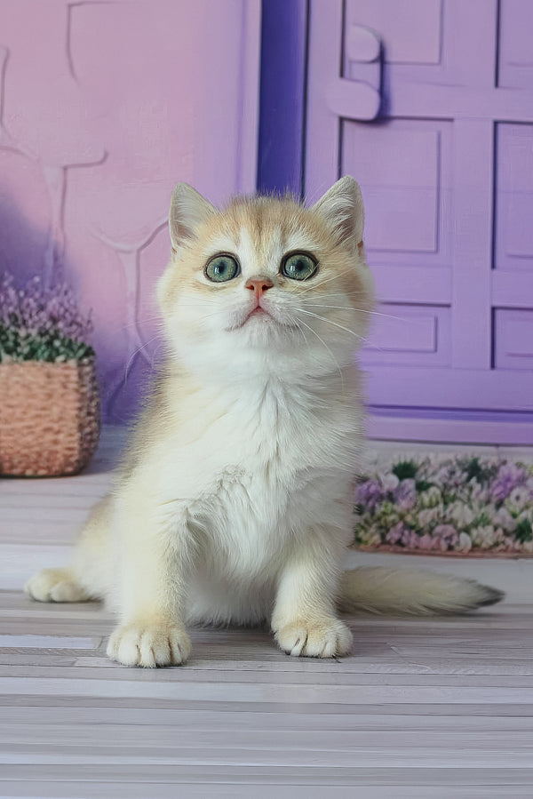 Fifa | British Shorthair Kitten