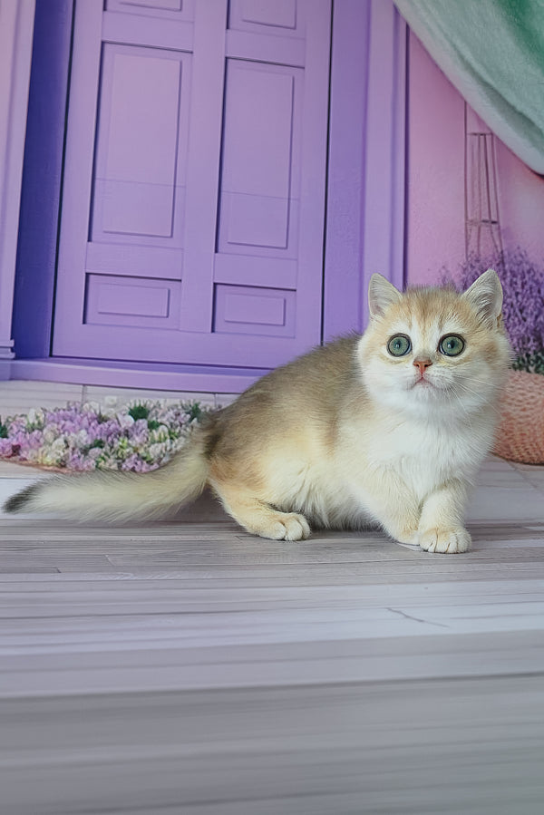 Fifa | British Shorthair Kitten