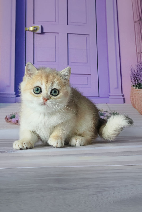 Fifa | British Shorthair Kitten