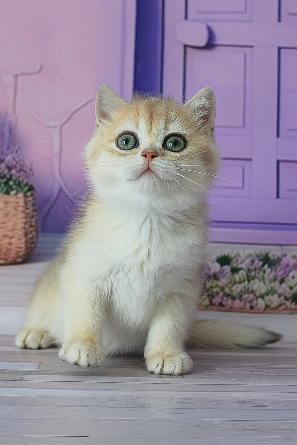 Fifa | British Shorthair Kitten