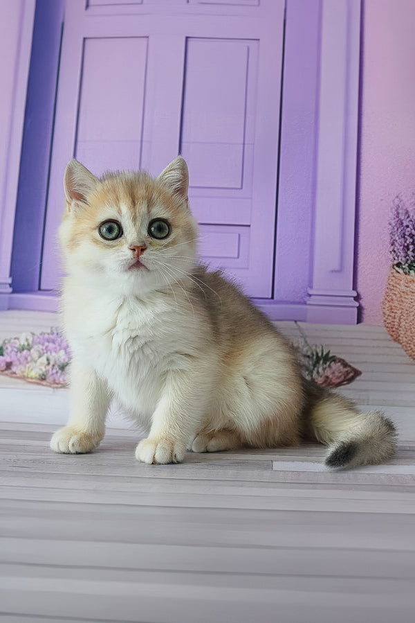 Fifa | British Shorthair Kitten