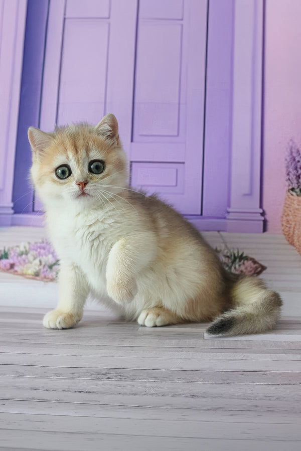 Fifa | British Shorthair Kitten