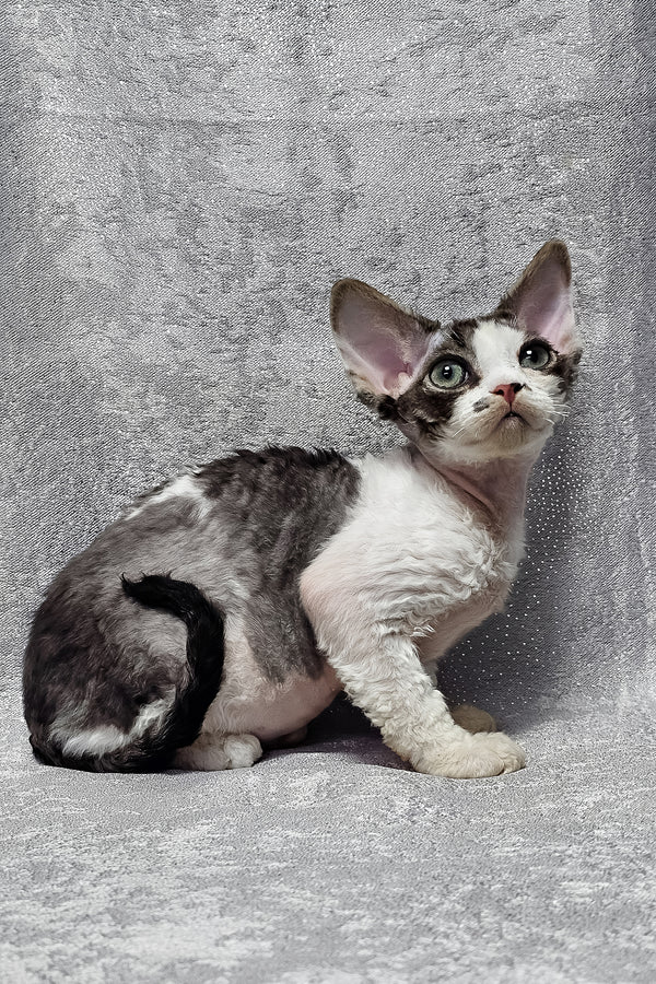 Figaro | Devon Rex Kitten