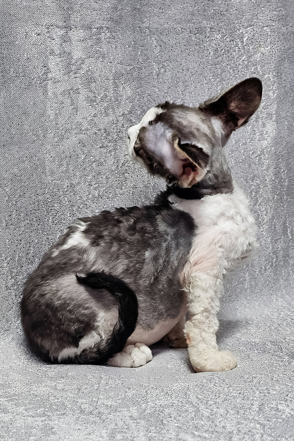 Figaro | Devon Rex Kitten
