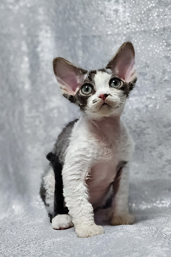 Figaro | Devon Rex Kitten