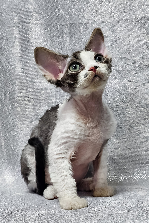 Figaro | Devon Rex Kitten