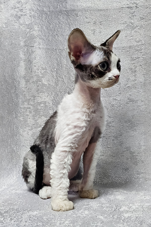 Figaro | Devon Rex Kitten