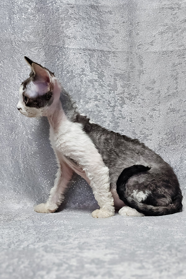 Figaro | Devon Rex Kitten