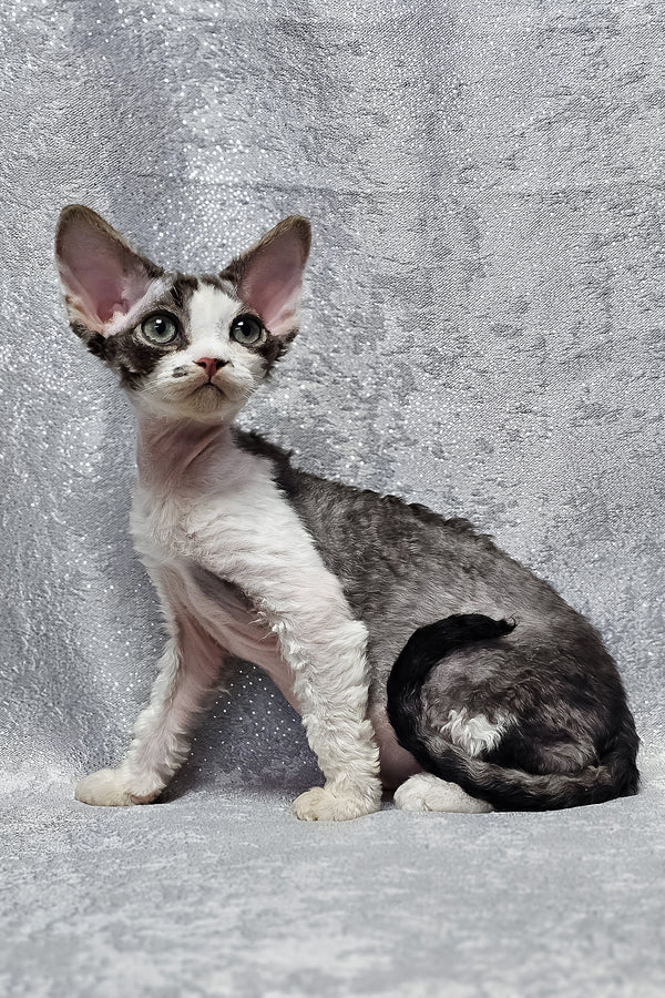 Figaro | Devon Rex Kitten