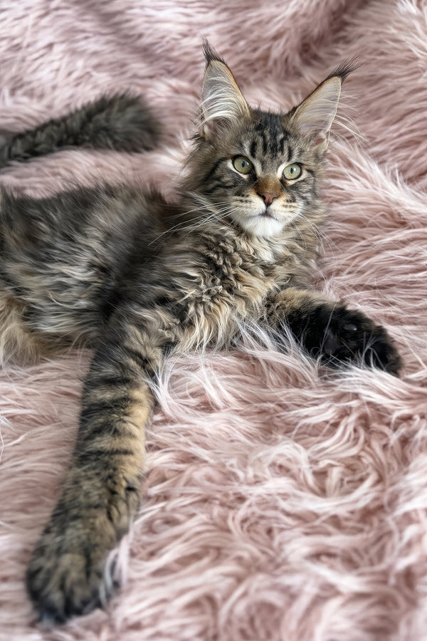 Filat | Maine Coon Kitten