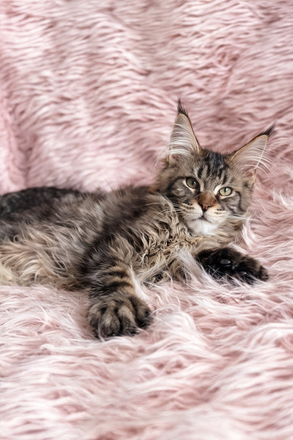 Filat | Maine Coon Kitten