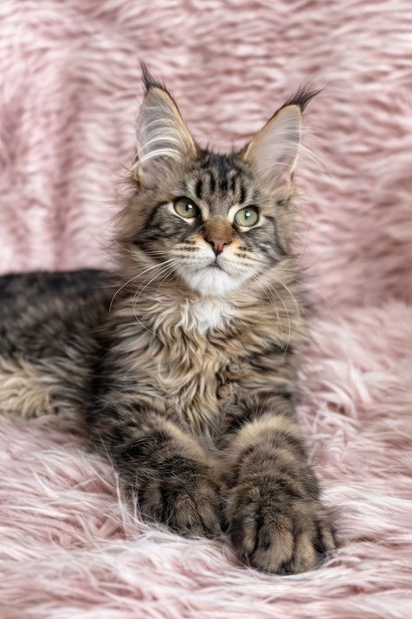 Filat | Maine Coon Kitten