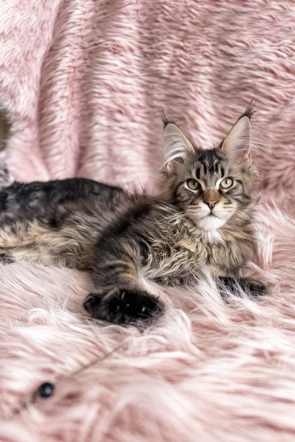 Filat | Maine Coon Kitten