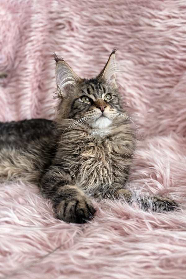 Filat | Maine Coon Kitten