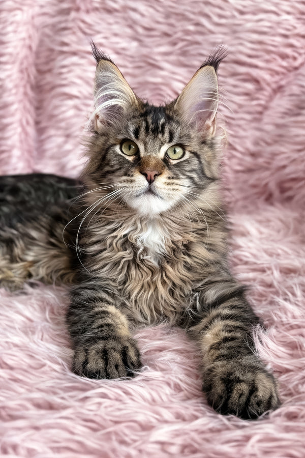 Filat | Maine Coon Kitten
