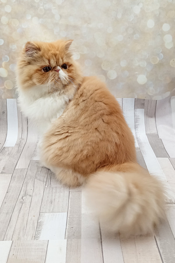 Filimona | Persian Kitten