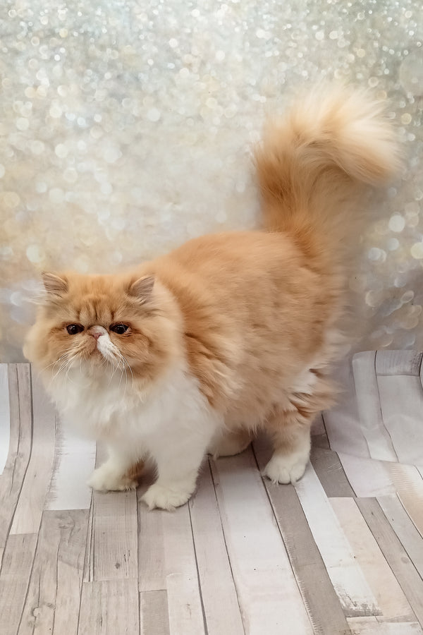 Filimona | Persian Kitten