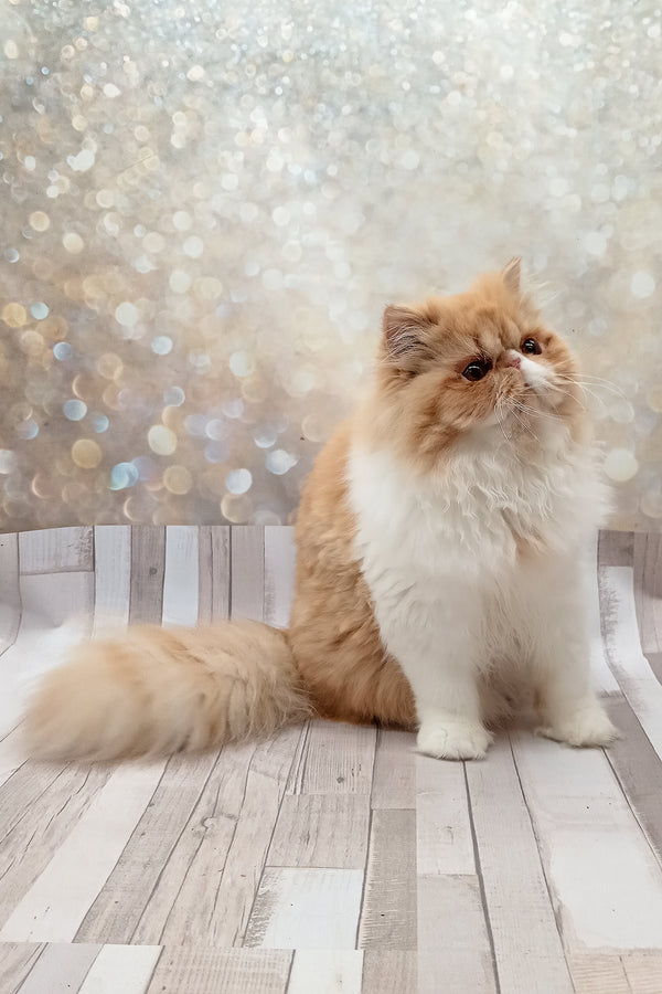 Filimona | Persian Kitten