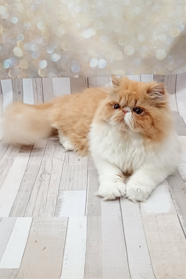 Filimona | Persian Kitten