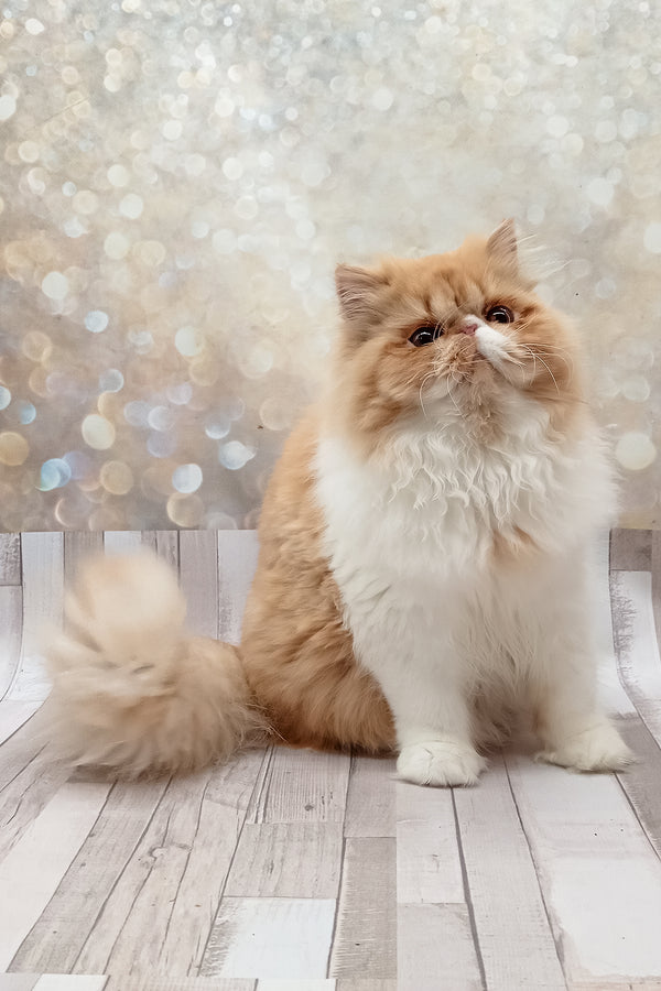 Filimona | Persian Kitten