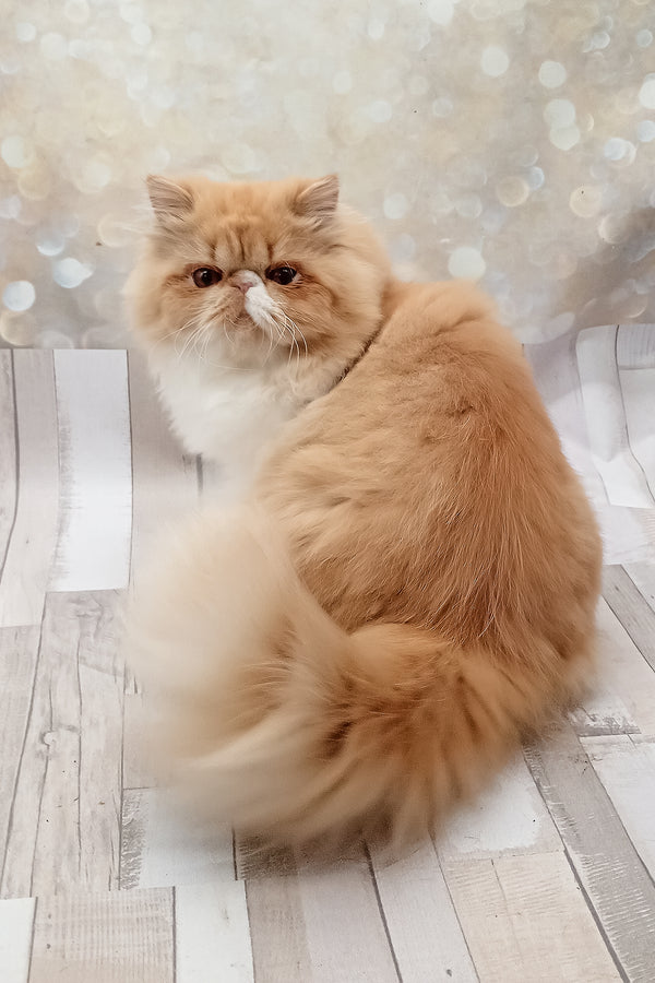 Filimona | Persian Kitten