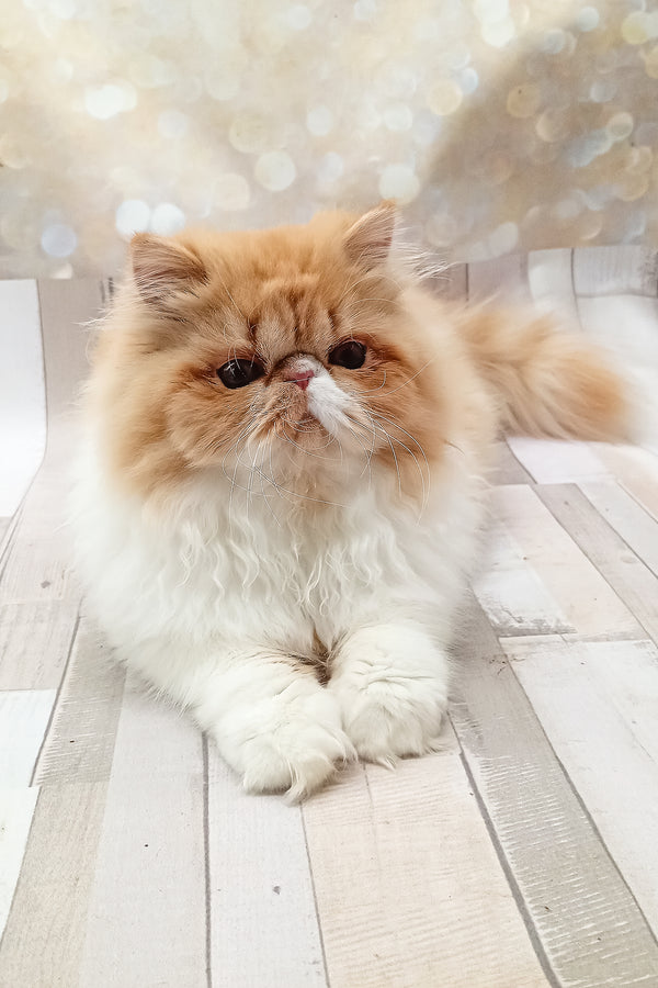 Filimona | Persian Kitten