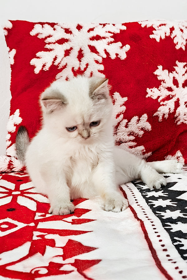 Filip | Scottish Straight Kitten