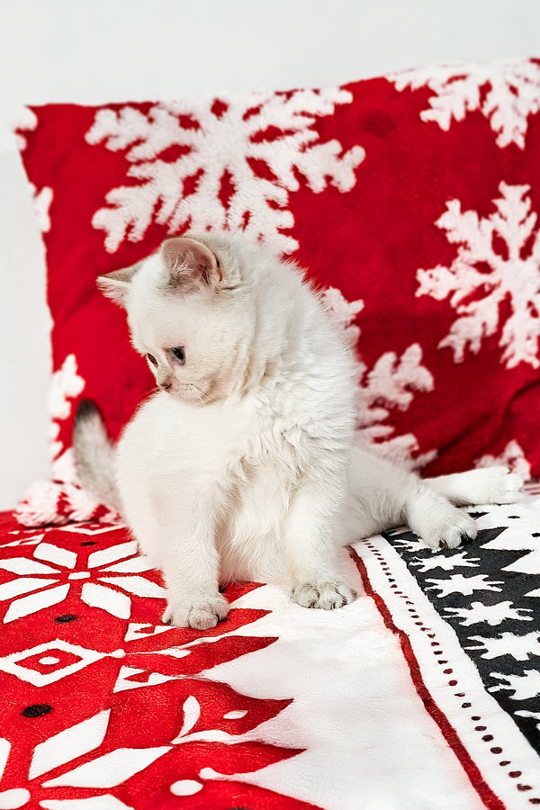 Filip | Scottish Straight Kitten