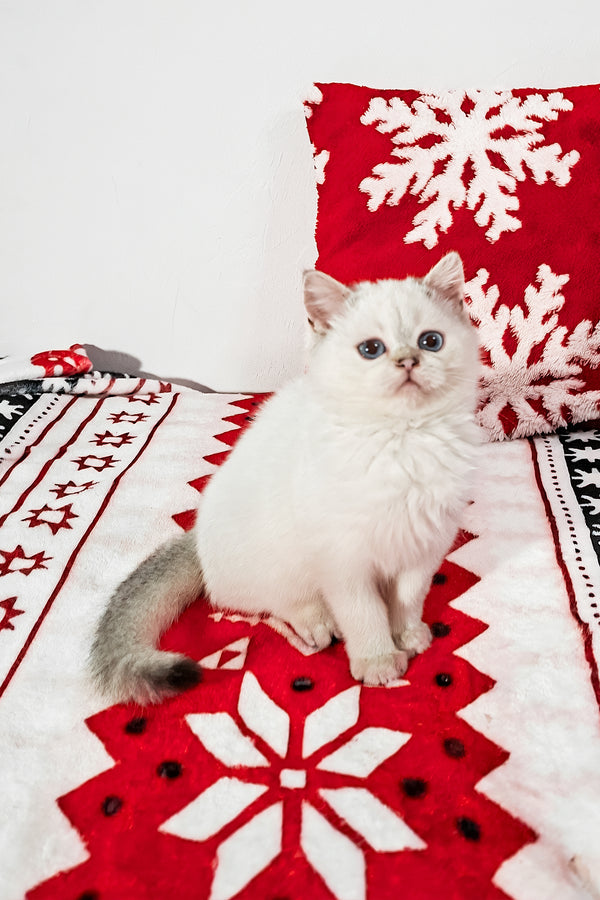 Filip | Scottish Straight Kitten