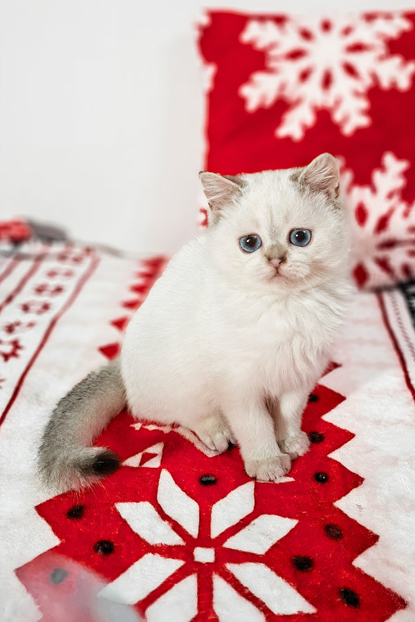 Filip | Scottish Straight Kitten