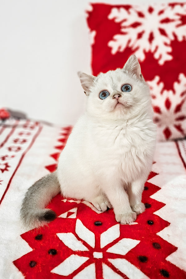 Filip | Scottish Straight Kitten