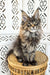 Fim | Maine Coon Kitten