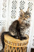 Fim | Maine Coon Kitten