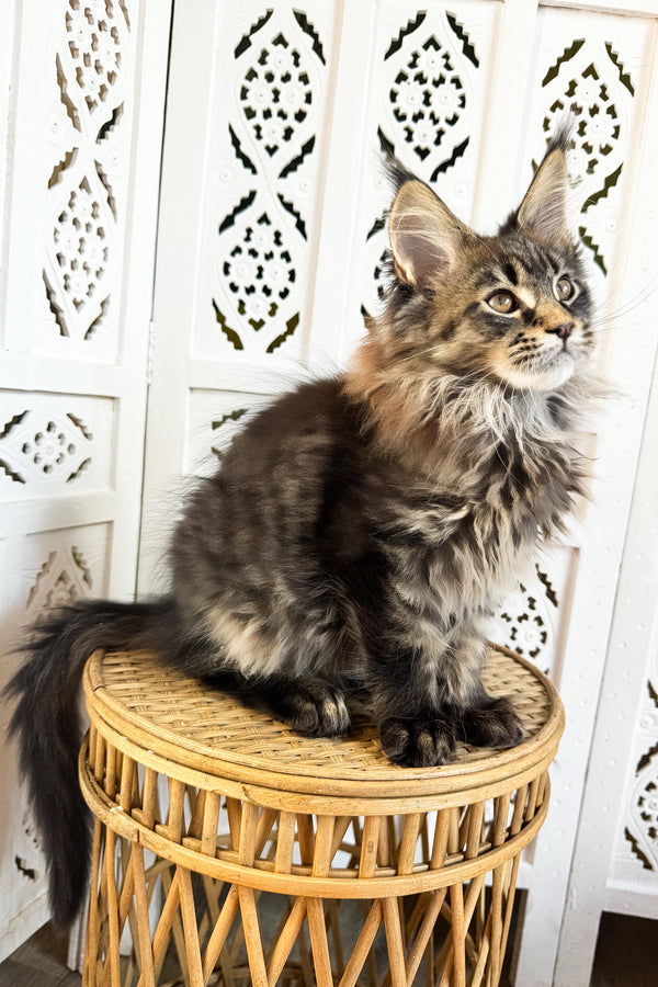 Fim | Maine Coon Kitten