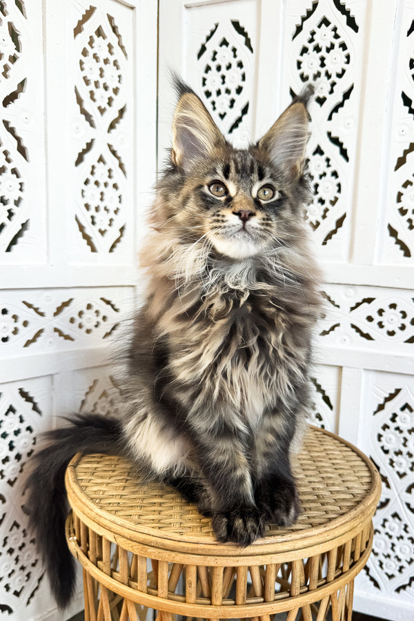 Fim | Maine Coon Kitten