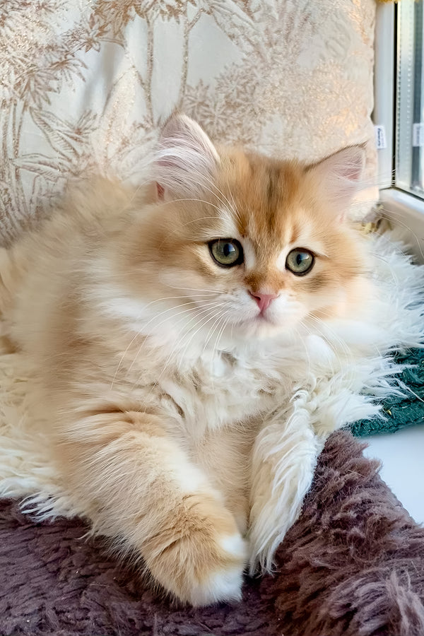 Finik | British Longhair Kitten