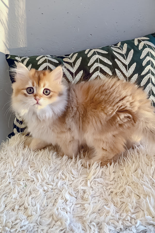 Finik | British Longhair Kitten