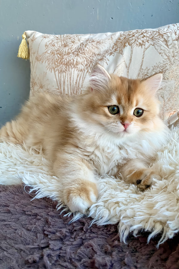 Finik | British Longhair Kitten