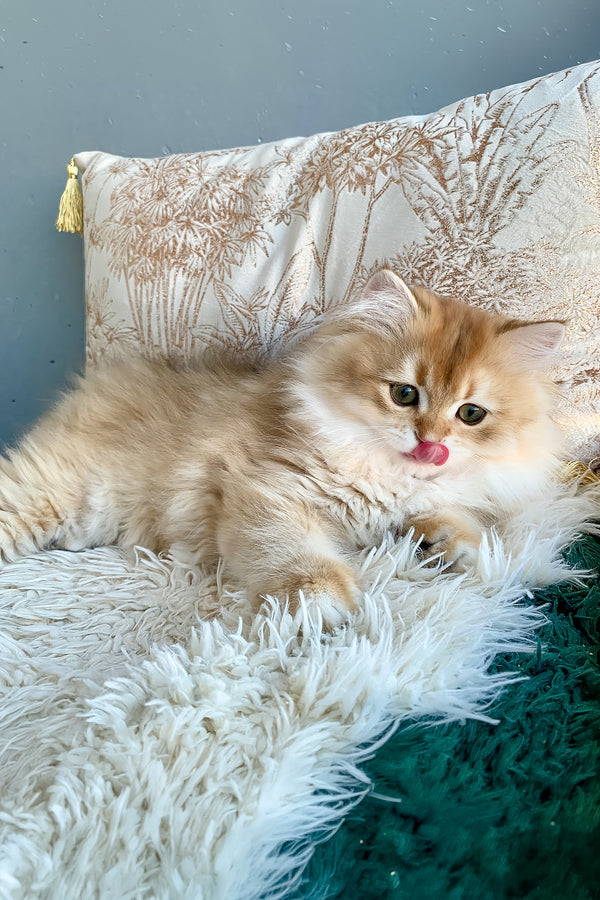 Finik | British Longhair Kitten