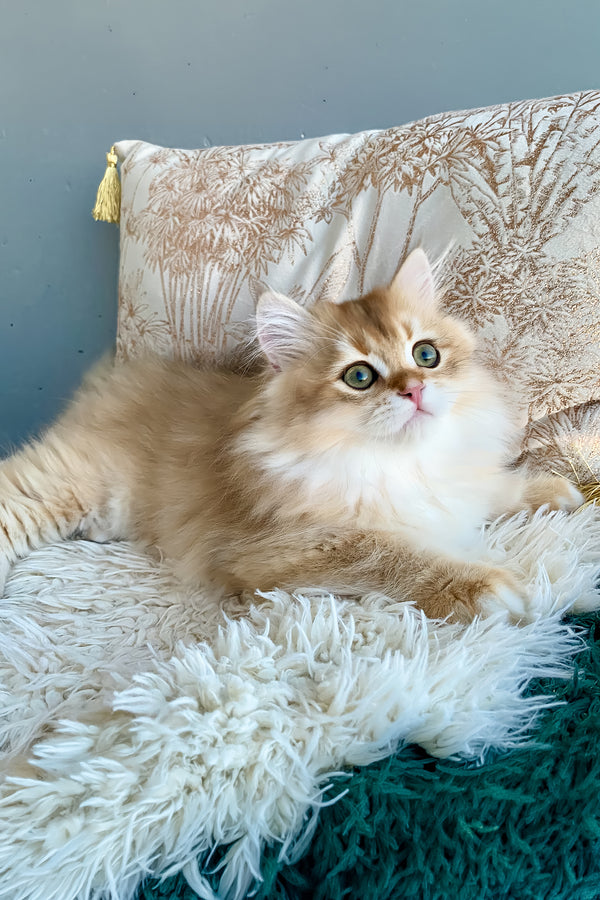 Finik | British Longhair Kitten