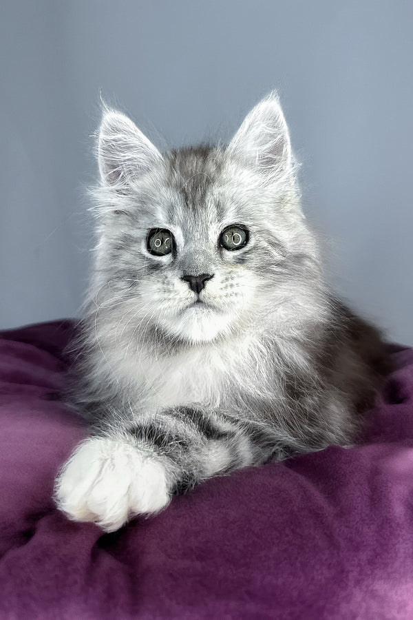 Finn | Maine Coon Kitten