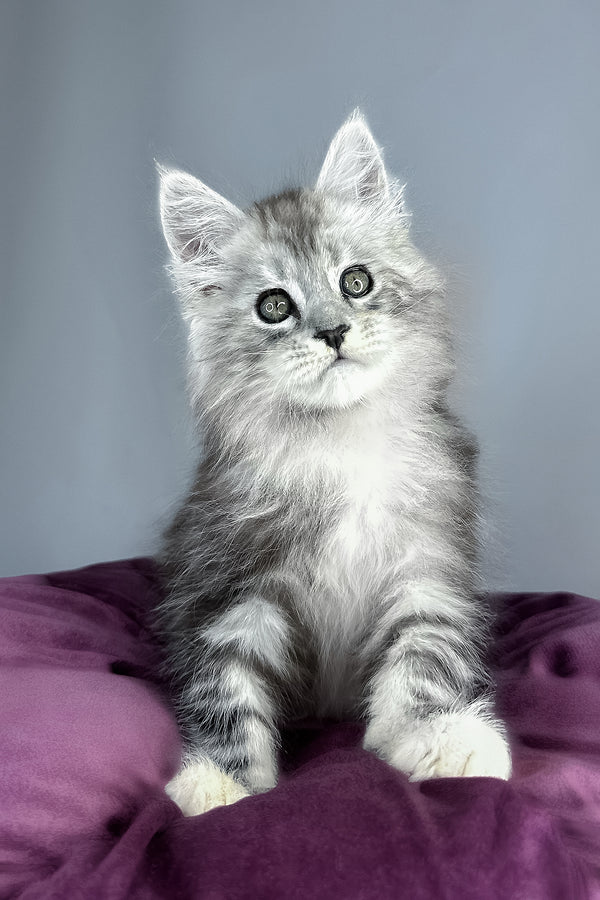 Finn | Maine Coon Kitten