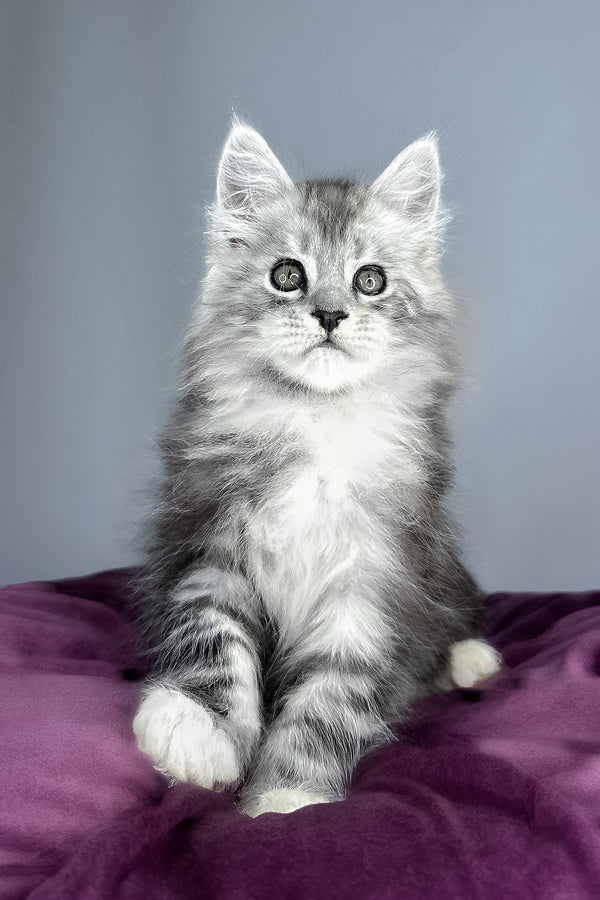 Finn | Maine Coon Kitten