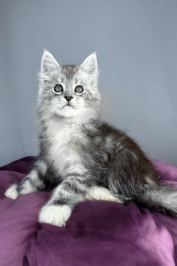 Finn | Maine Coon Kitten
