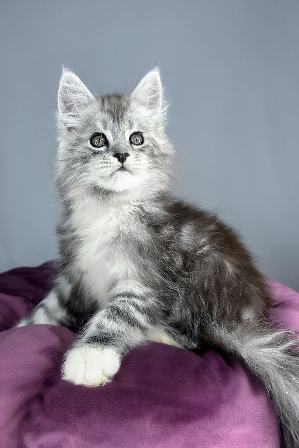 Finn | Maine Coon Kitten
